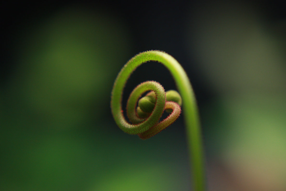 Things the Forest Does When Nobody Is Looking